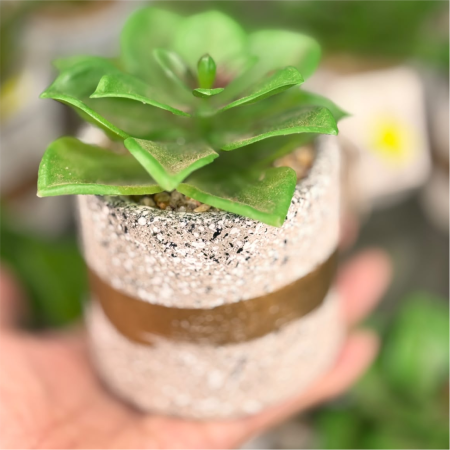 vaso redondo de mini suculenta (1)