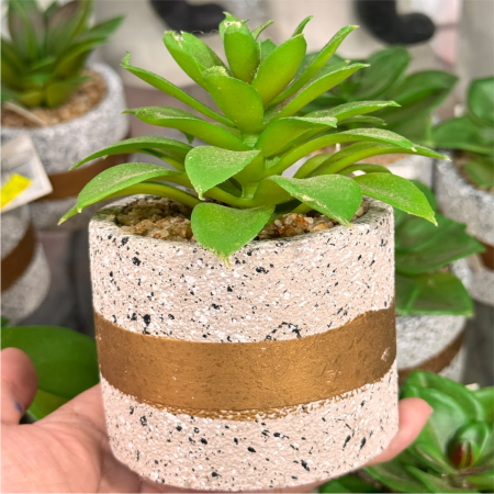 vaso redondo de mini suculenta (2)