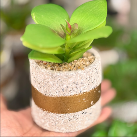 vaso redondo de mini suculenta (3)